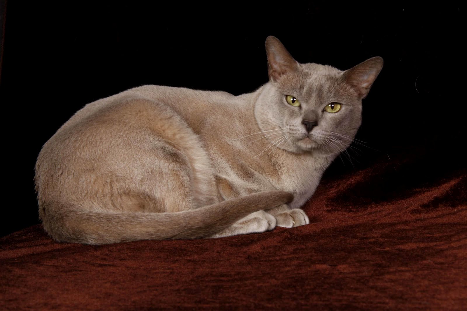 Бурманская кошка или Бурма